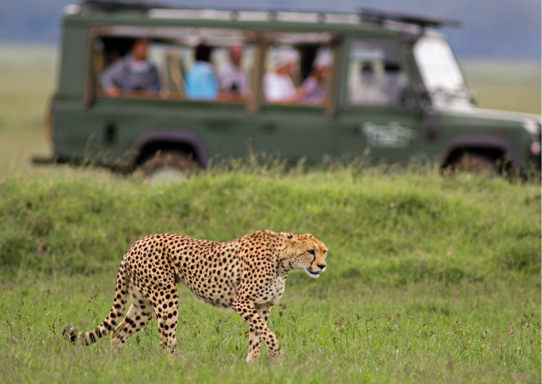 image article guide francophone Tanzanie pour Vacance Serengeti Safaris