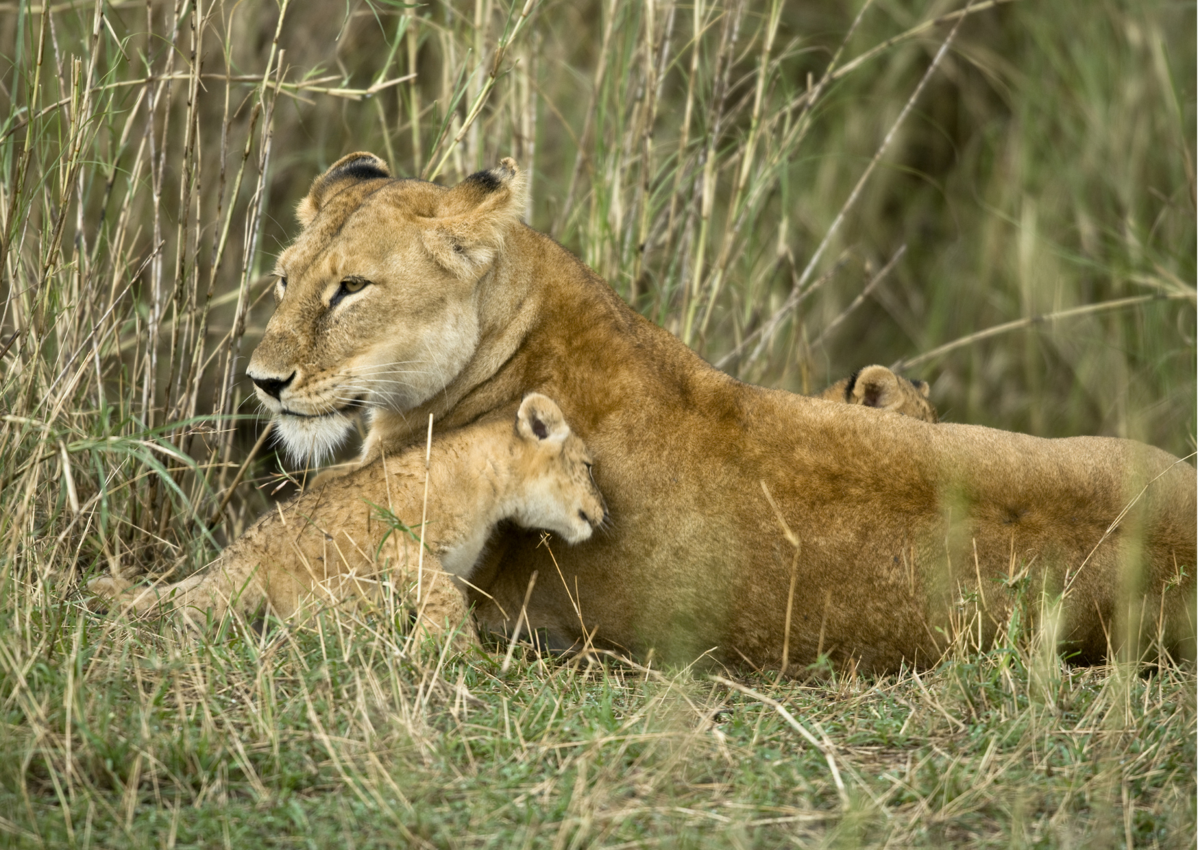 image article safari Ngorongoro pour Vacance Serengeti Safaris