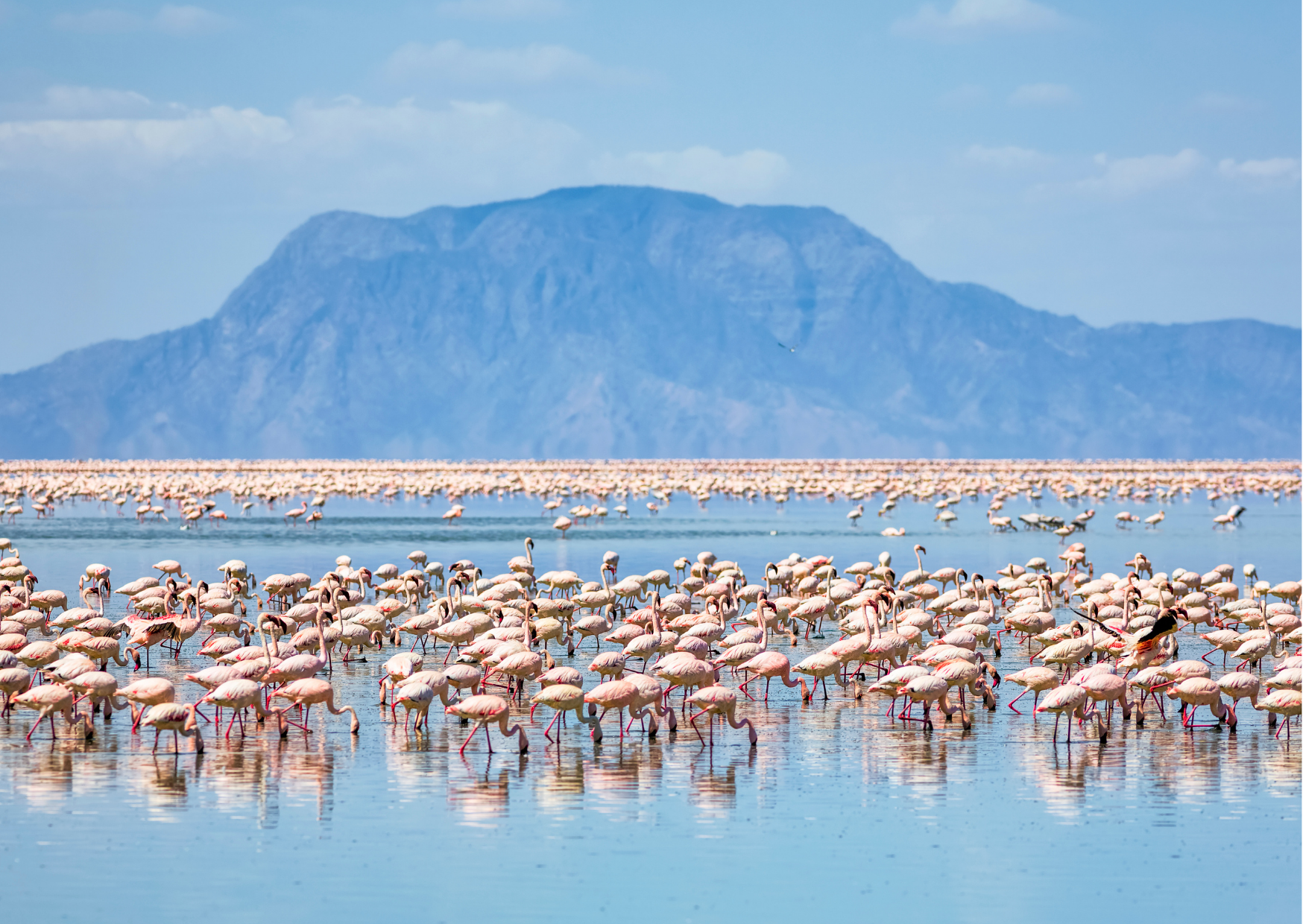 image article safari Tanzanie tout compris pour Vacance Serengeti Safaris