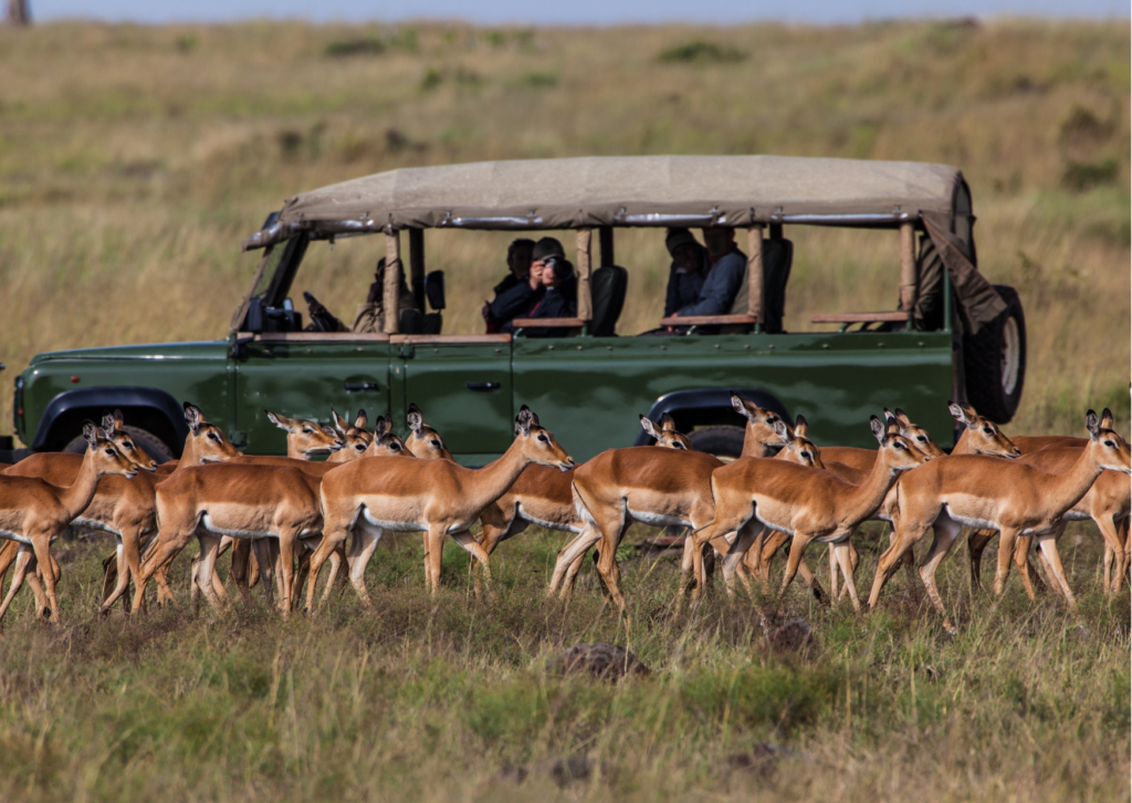 agence safari en Tanzanie