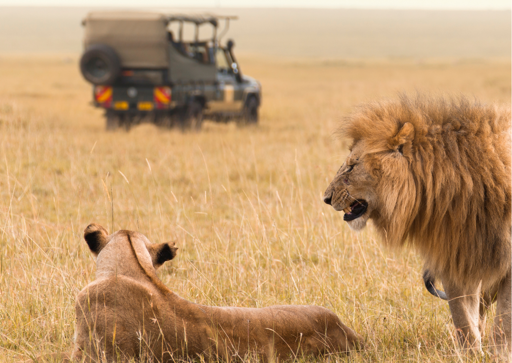 safari Serengeti avec lions pendant un circuit Tanzanie Zanzibar 10 jours