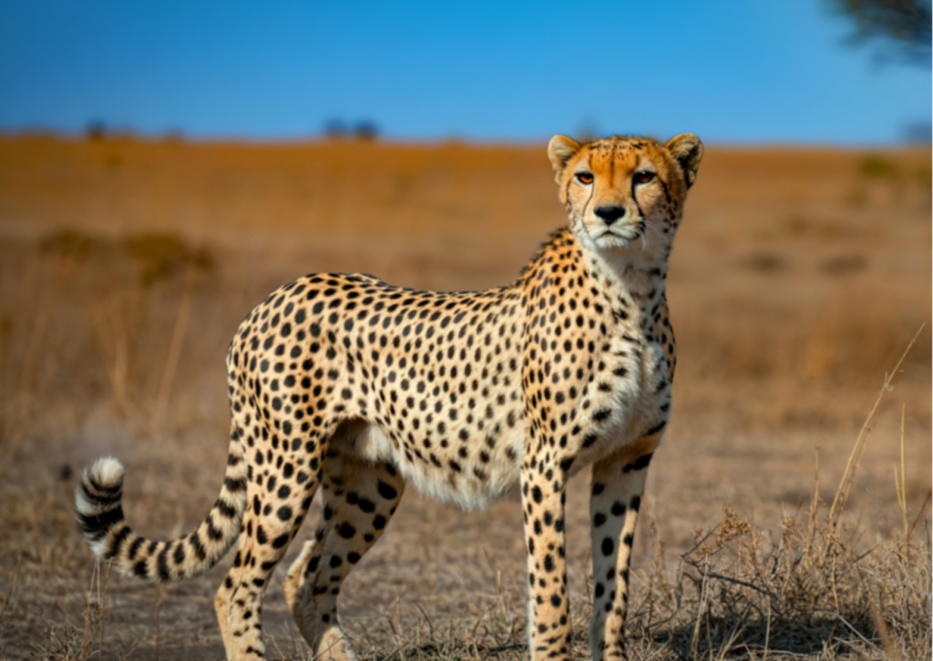 agence safari Tanzanie agence safari Tanzanie