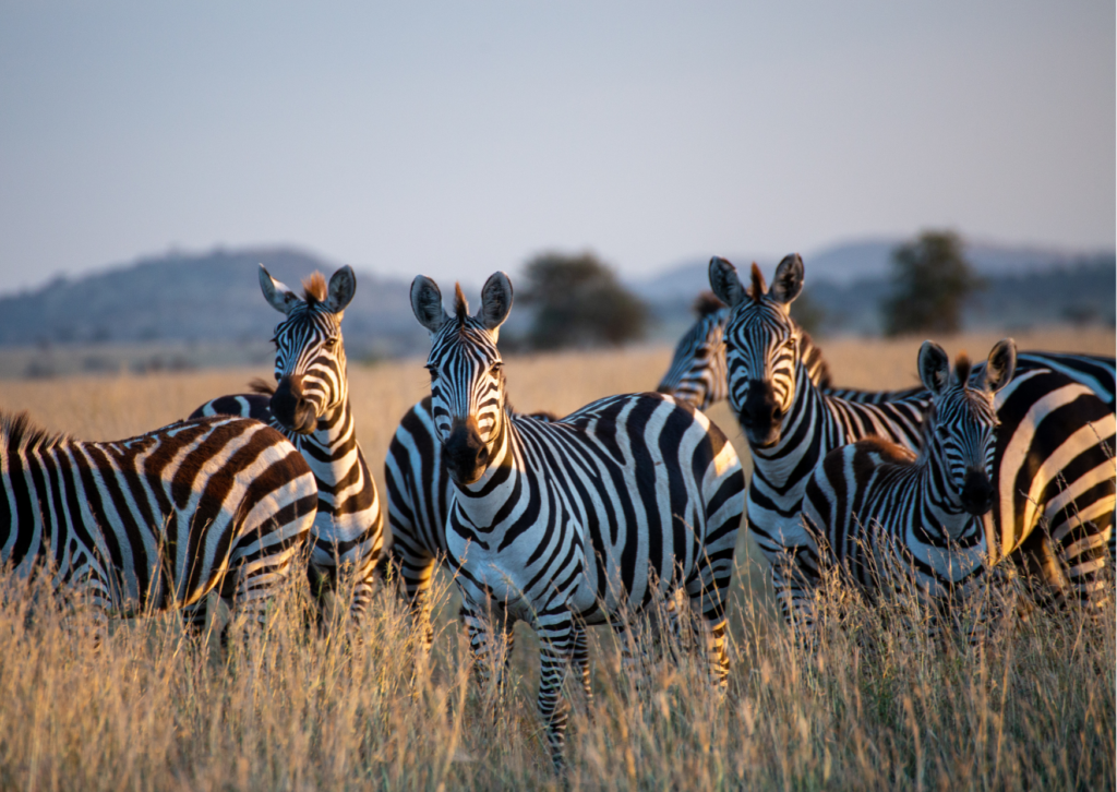 agence safari en Tanzanie Prix Safari Tanzanie agence safari Tanzanie