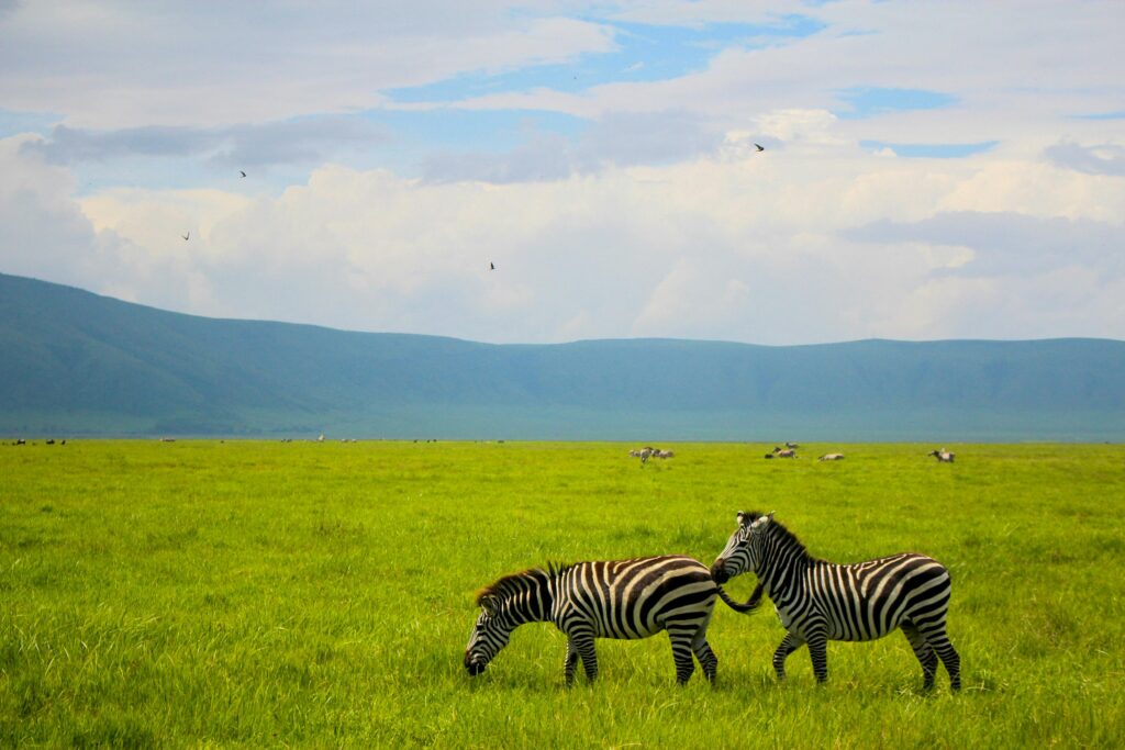 safari Ngorongoro