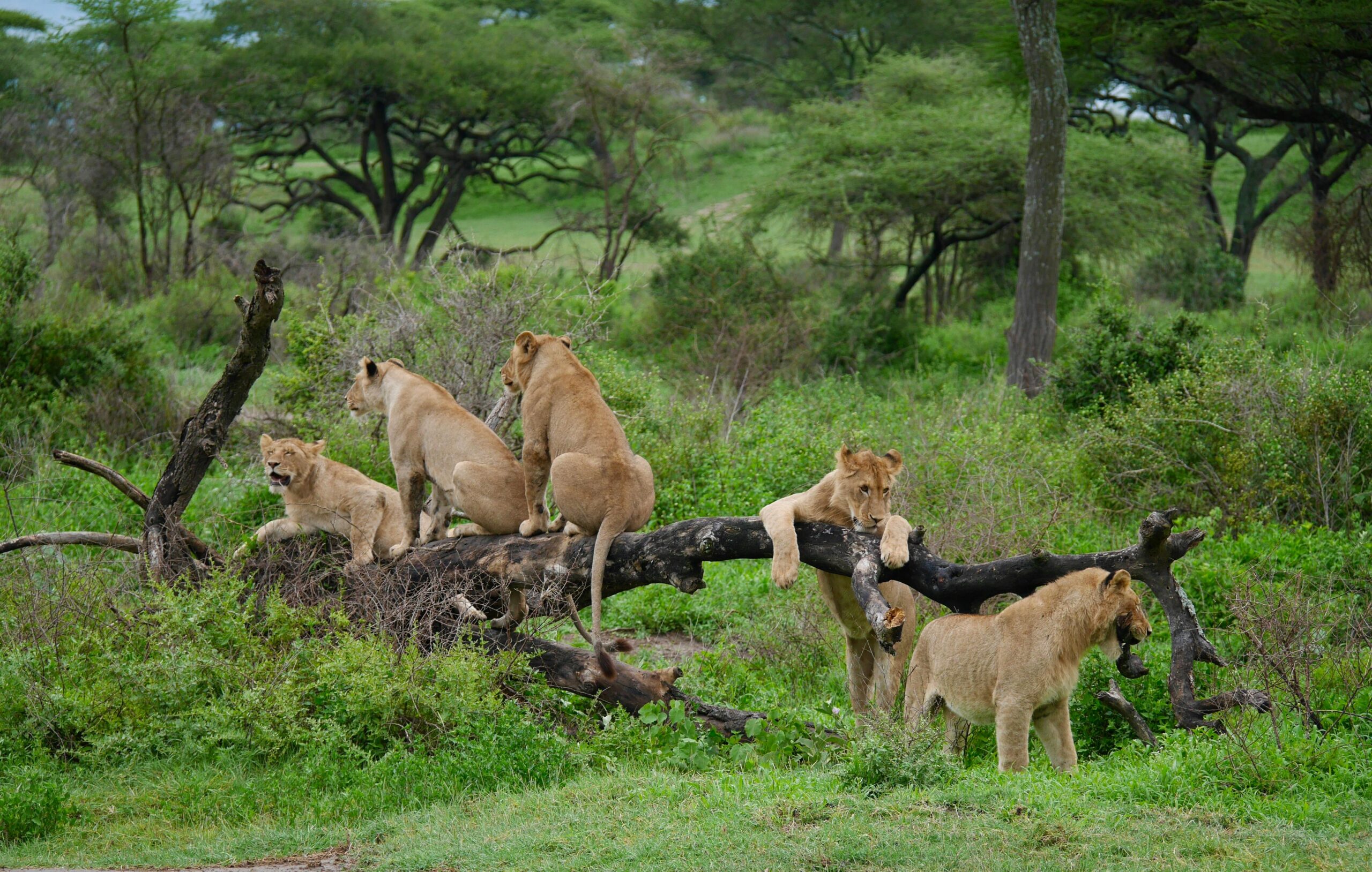 safari tanzanie agence Prix Safari Tanzanie
