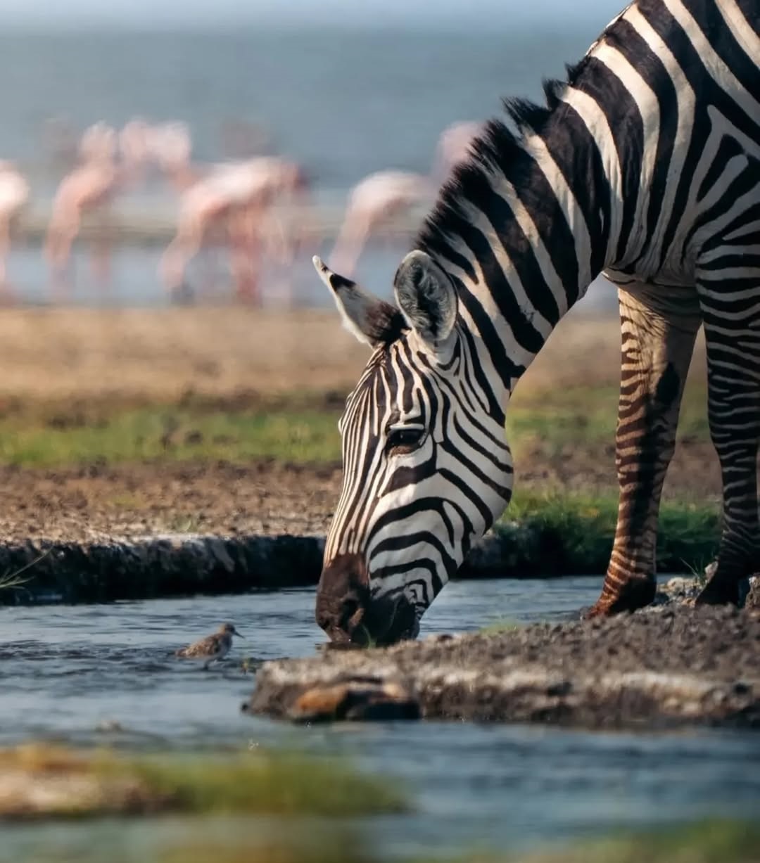 faune et nature pendant un safari Tanzanie 5 jours