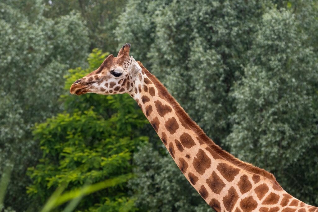agence safari Tanzanie