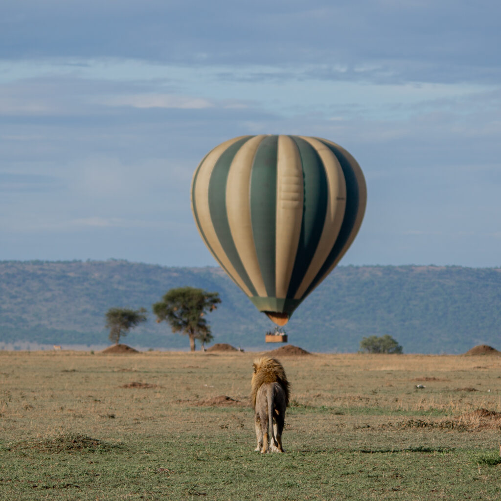contact safari tanzanie