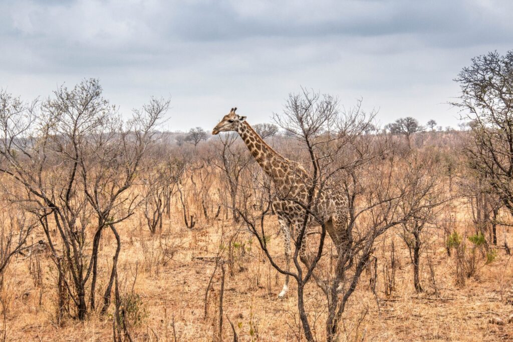 combien coûte un safari en Tanzanie