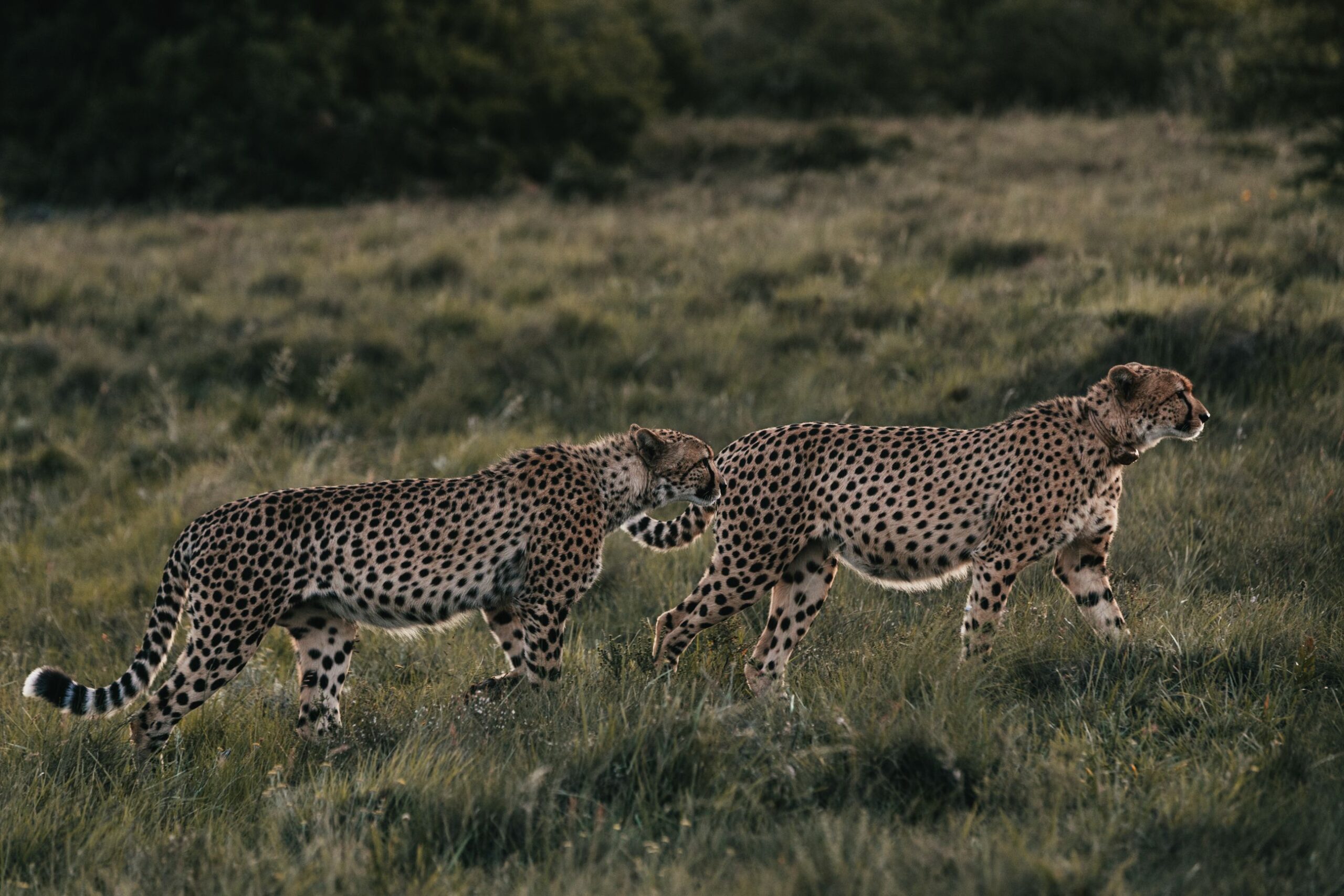 prix safari Tanzanie véhicule 4x4 Serengeti Ngorongoro