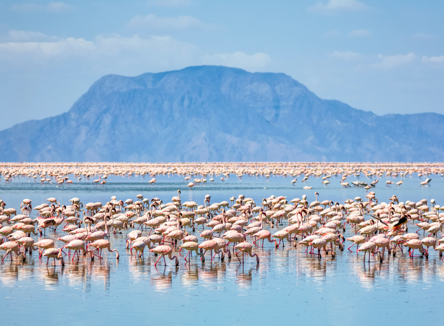 5 safari tanzanie tout compris Destinations Safari Tanzanie