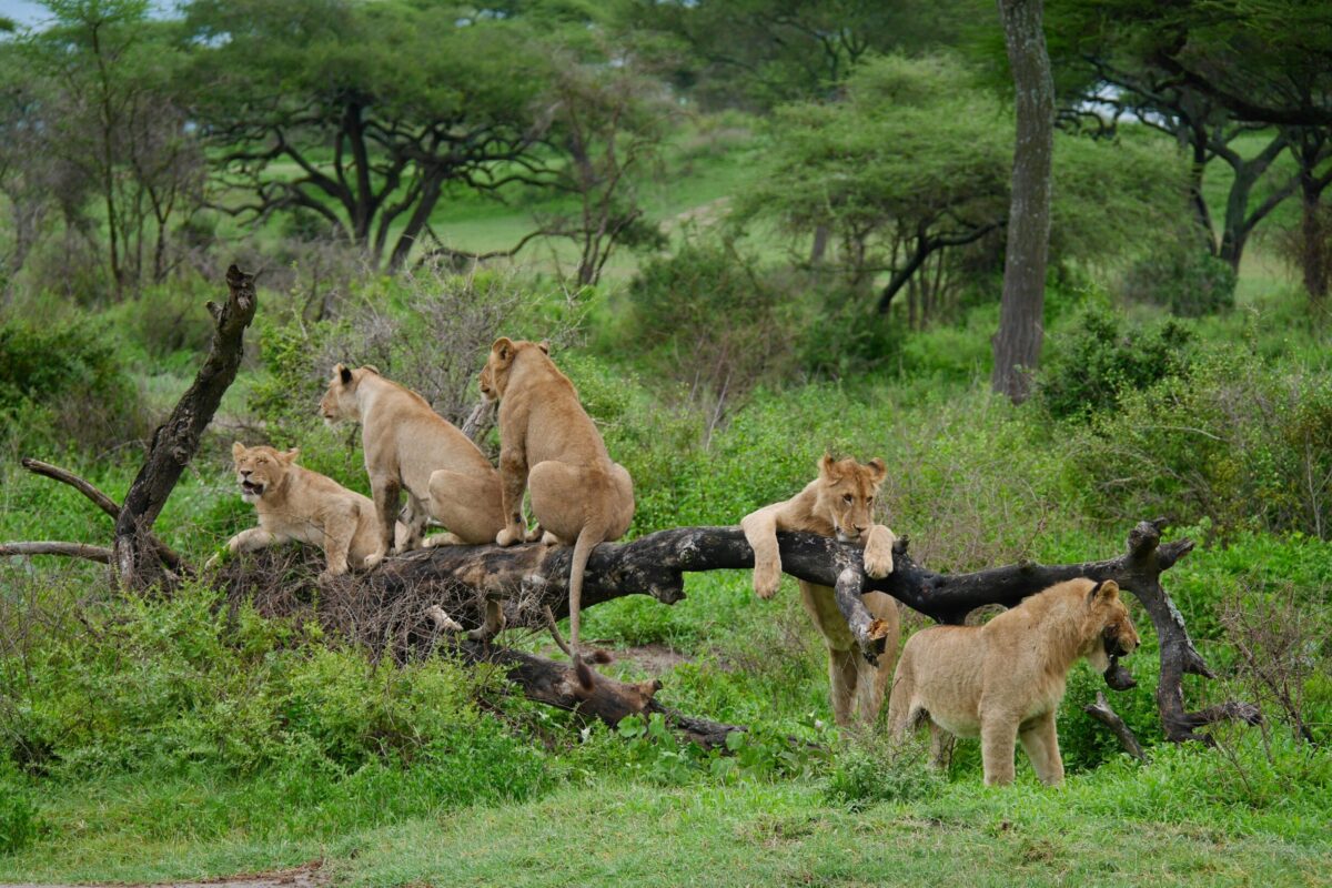 Safari (10) safari tanzanie agence Prix Safari Tanzanie