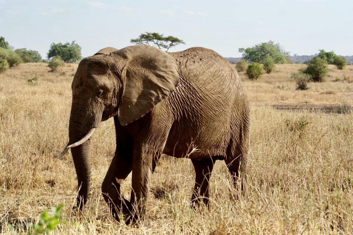 Tarangire safari tout compris en Tanzanie Tarangire safari tanzanie Prix Safari Tanzanie Destinations Safari Tanzanie