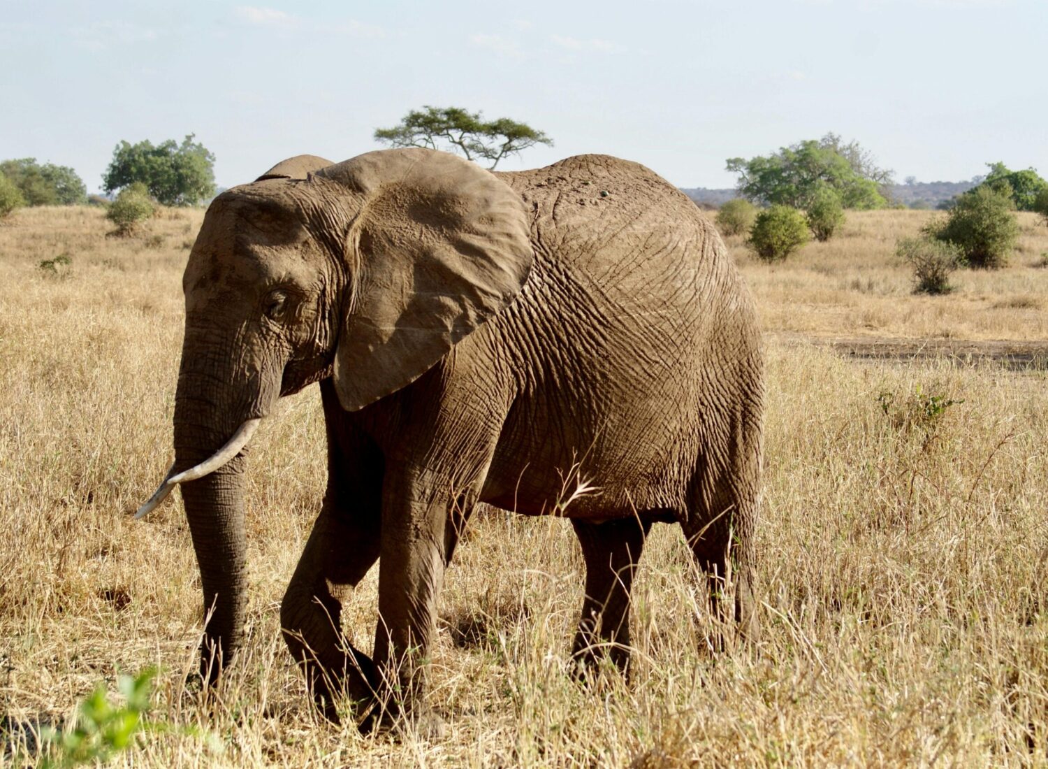 Tarangire safari tout compris en Tanzanie Tarangire safari tanzanie Prix Safari Tanzanie Destinations Safari Tanzanie