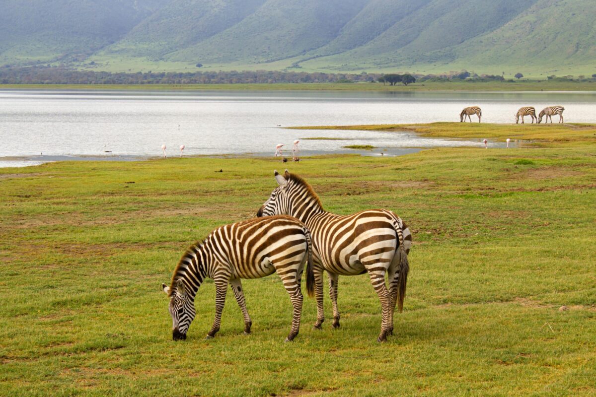 pexels-photo-25950512-25950512 safari tout compris en Tanzanie safari tanzanie agence Destinations Safari Tanzanie